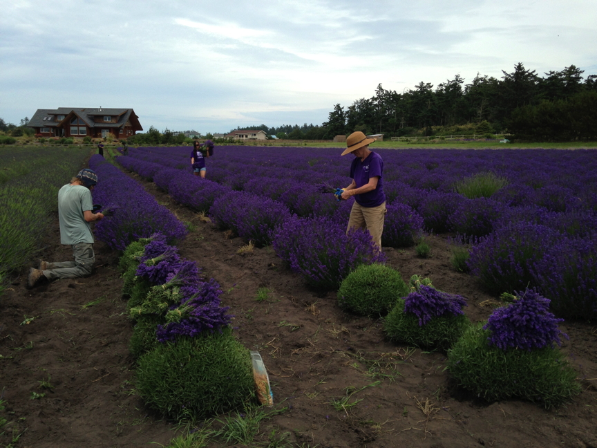 Harvesting Lavender Day One