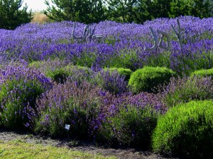 Several varieties of Lavender