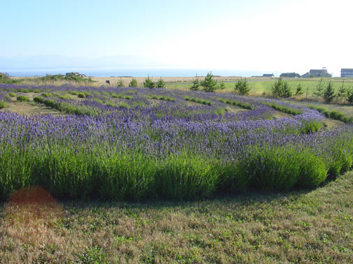 Labyrinth lavender in bloom 2006