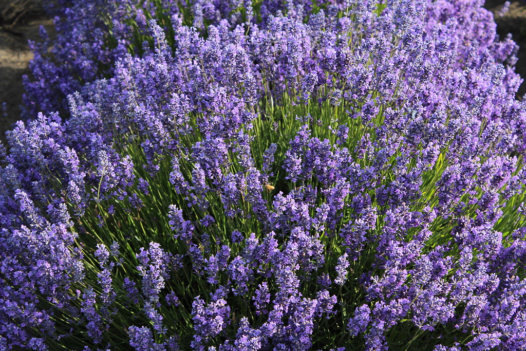 Culinary Lavender Bud: Folgate