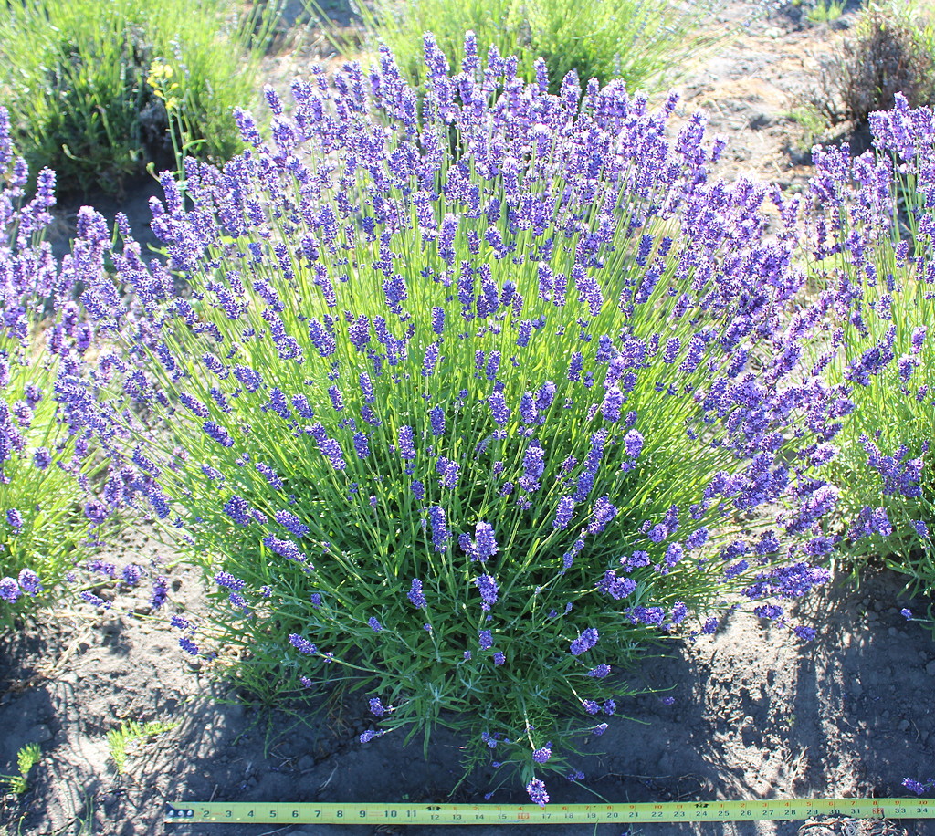 Purple Bouquet Bush