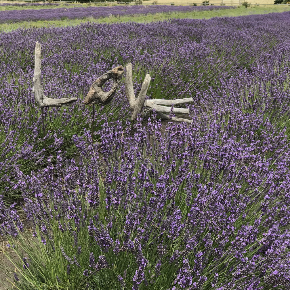 Late Season Lavender