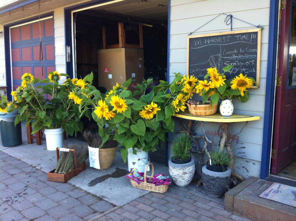 Sunflowers in front of shop