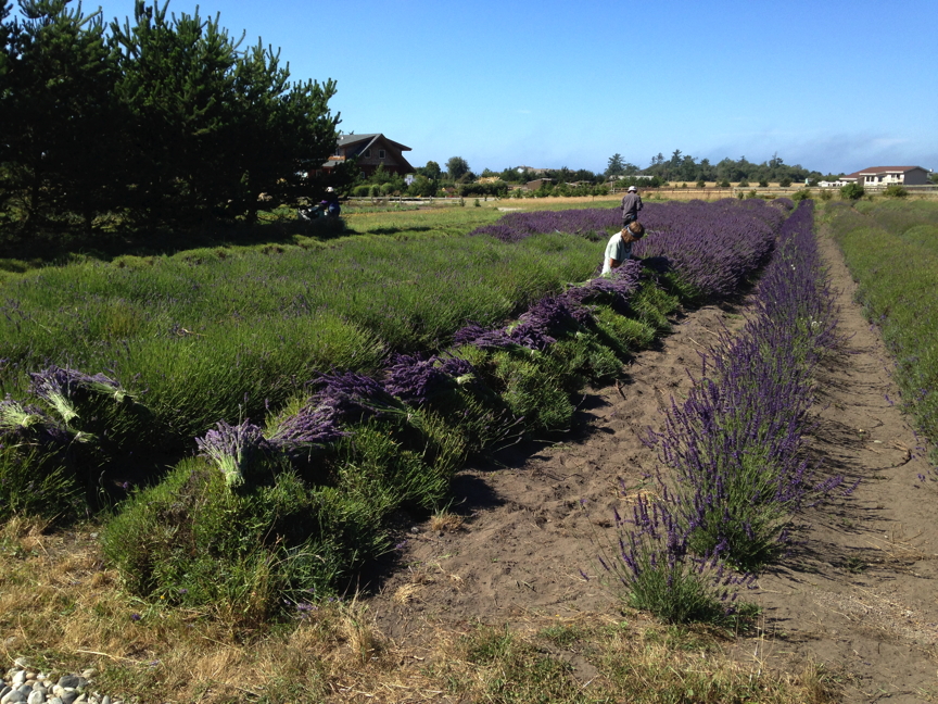 Harvesting lavender in the field