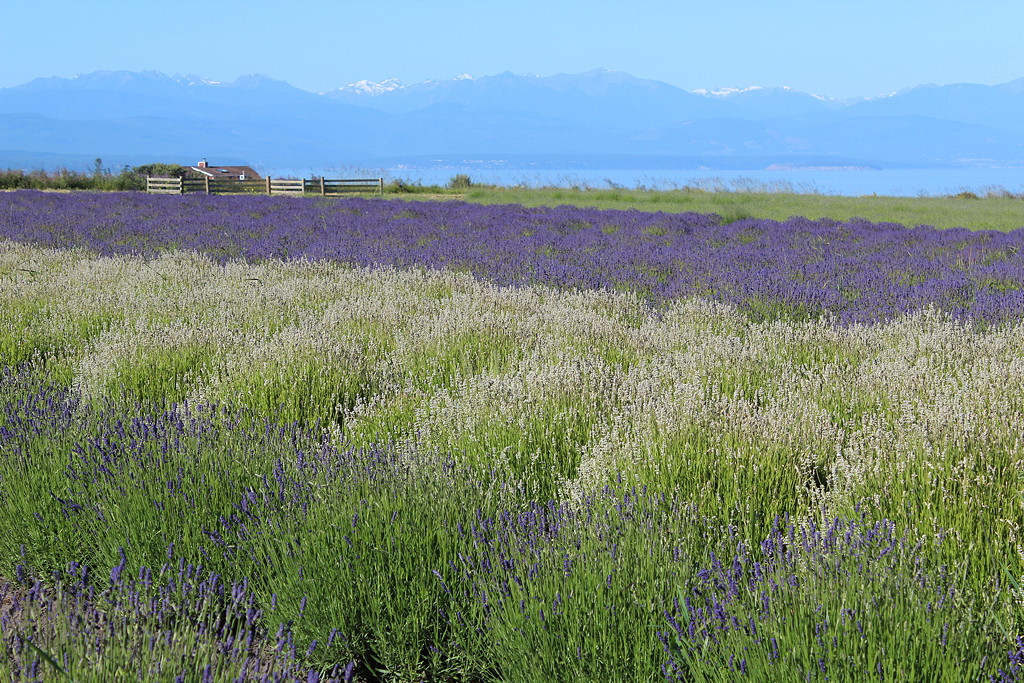 Olympic Mountains and Strait of Juan de Fuca from our lavender field.