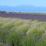 Olympic Mountains and Strait of Juan de Fuca from our lavender field.