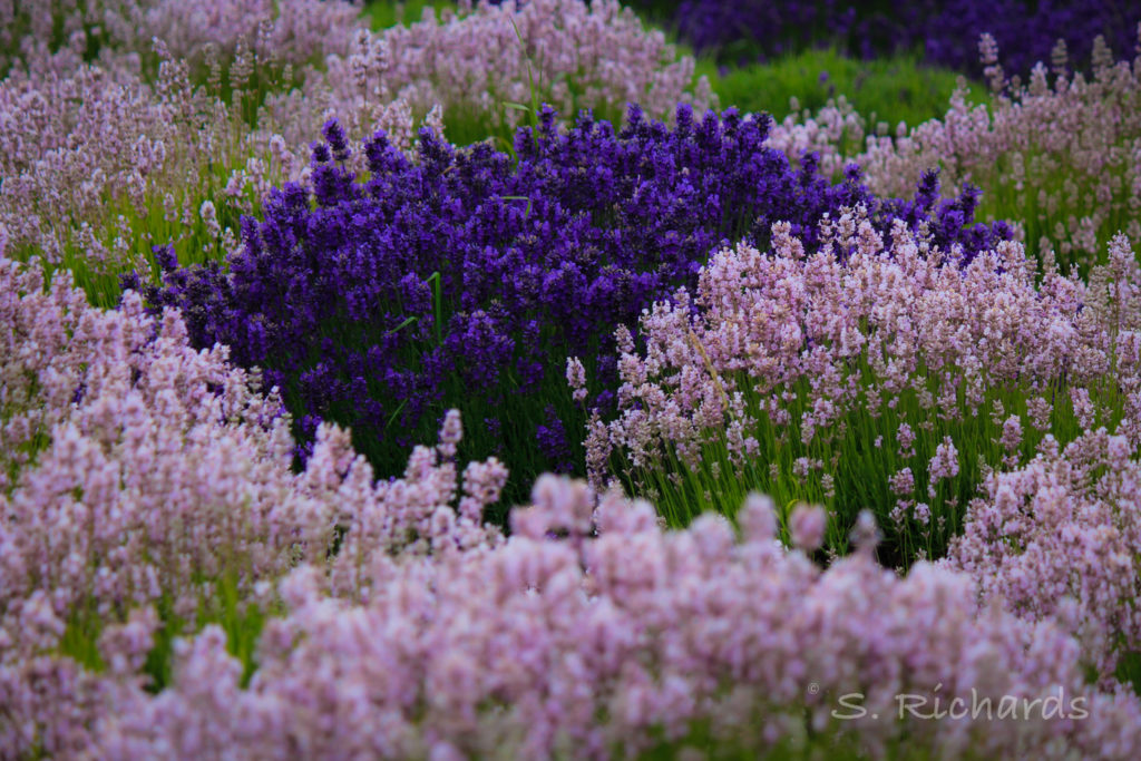 Pink and Purple lavender
