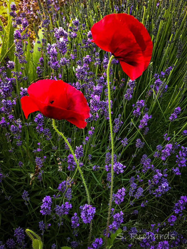 Poppies and Lavender