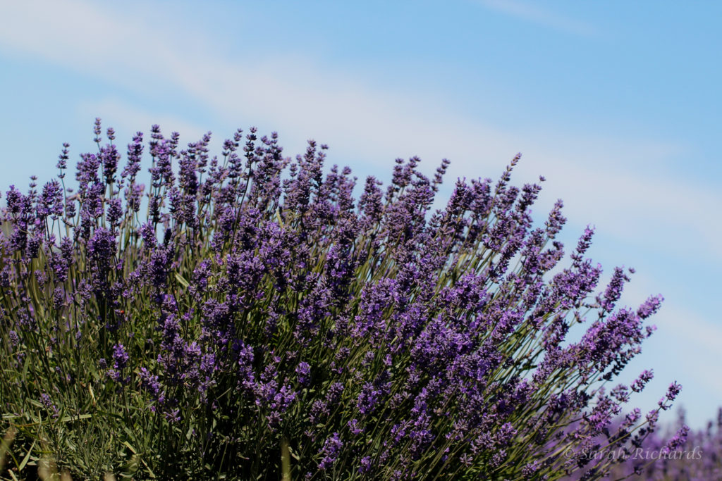 Picture of lavender