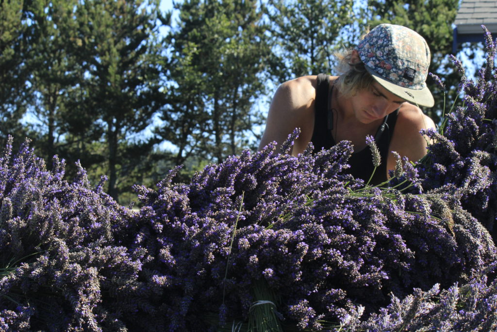 Brennan banding lavender